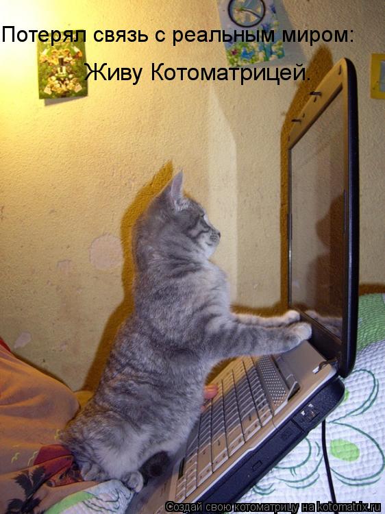 Потерял связь с реальным миром: Живу Котоматрицей.... Котоматрица: Потерял связь с реальным миром: Живу Котоматрицей.