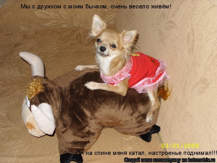 Мы с дружком с моим бычком, очень весело живём! Он на спине меня катал, настроенье поднимал!!!... Котоматрица: Мы с дружком с моим бычком, очень весело живём! Он на спине меня катал, настроенье поднимал!!!