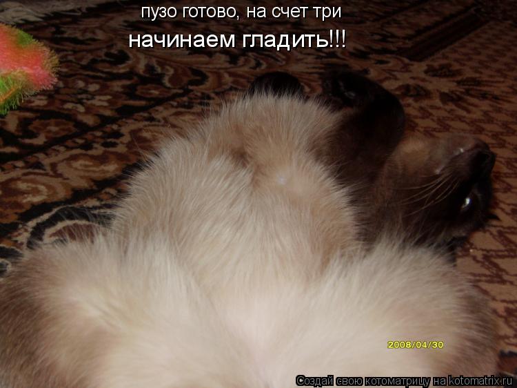 пузо готово, на счет три пузо готово, на счет три начинаем гладить!!!... Котоматрица: пузо готово, на счет три пузо готово, на счет три начинаем гладить!!!