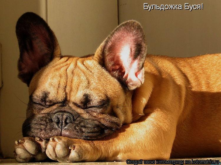 Бульдожка Буся!... Котоматрица: Бульдожка Буся!