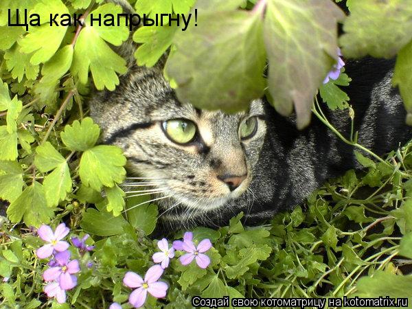 Ща как напрыгну!... Котоматрица: Ща как напрыгну!