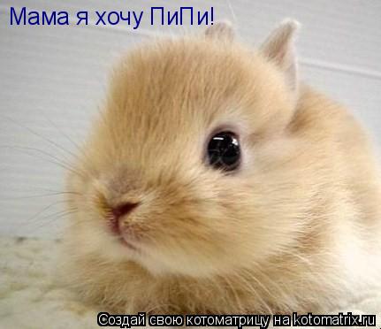 Мама я хочу ПиПи!... Котоматрица: Мама я хочу ПиПи!