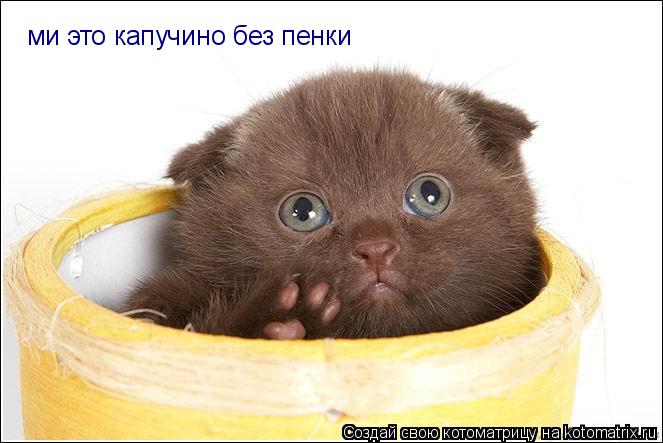 ми это капучино без пенки... Котоматрица: ми это капучино без пенки