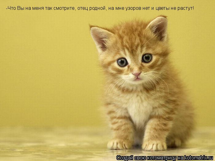-Что Вы на меня так смотрите, отец родной, на мне узоров нет и цветы не растут!... Котоматрица: -Что Вы на меня так смотрите, отец родной, на мне узоров нет и цветы не растут!