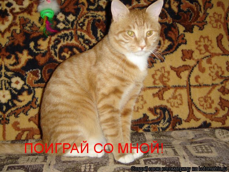 ПОИГРАЙ СО МНОЙ!... Котоматрица: ПОИГРАЙ СО МНОЙ!