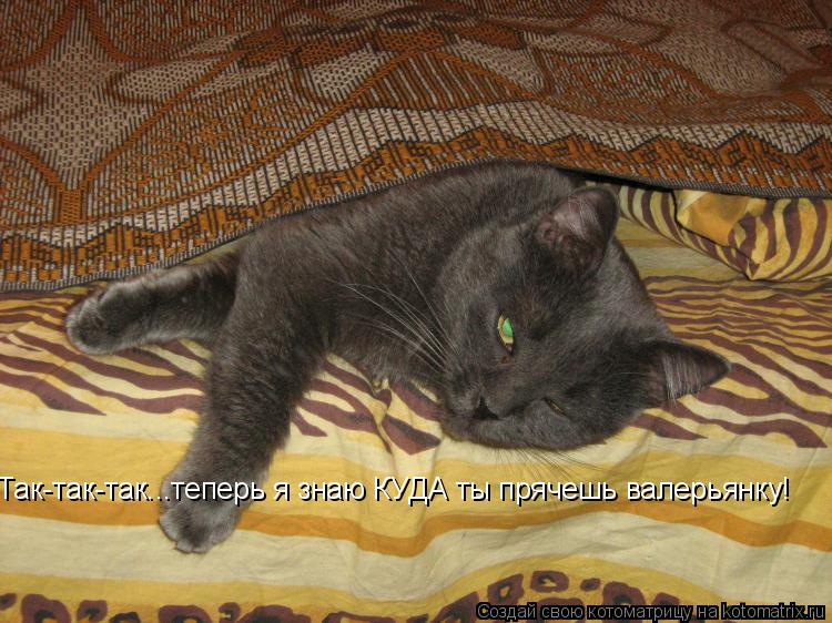 Так-так-так...теперь я знаю КУДА ты прячешь валерьянку!... Котоматрица: Так-так-так...теперь я знаю КУДА ты прячешь валерьянку!