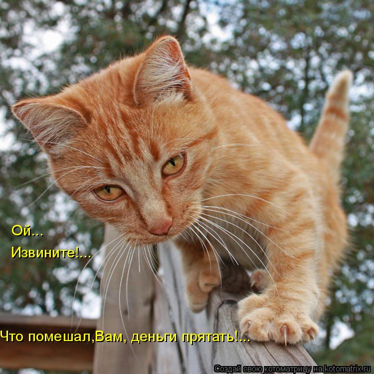 Ой... Извините!... Что помешал,Вам, деньги прятать!...... Котоматрица: Ой... Извините!... Что помешал,Вам, деньги прятать!...