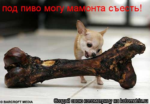 под пиво могу мамонта съесть!... Котоматрица: под пиво могу мамонта съесть!