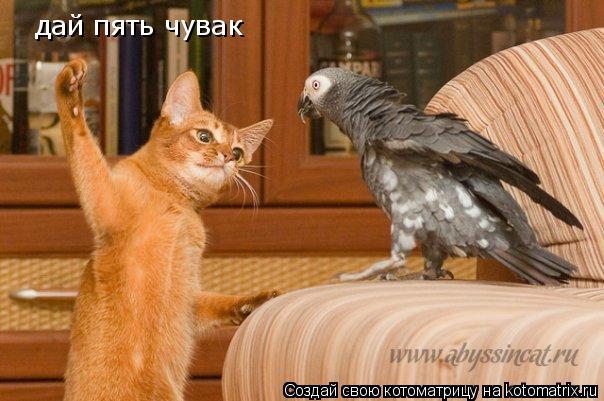 дай пять чувак... Котоматрица: дай пять чувак