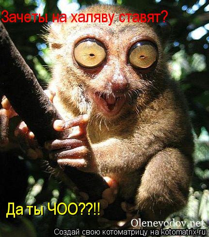 Зачеты на халяву ставят? Да ты ЧОО??!!... Котоматрица: Зачеты на халяву ставят? Да ты ЧОО??!!