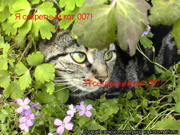 Я секретный кот 007! Я секретный кот 007!... Котоматрица: Я секретный кот 007! Я секретный кот 007!