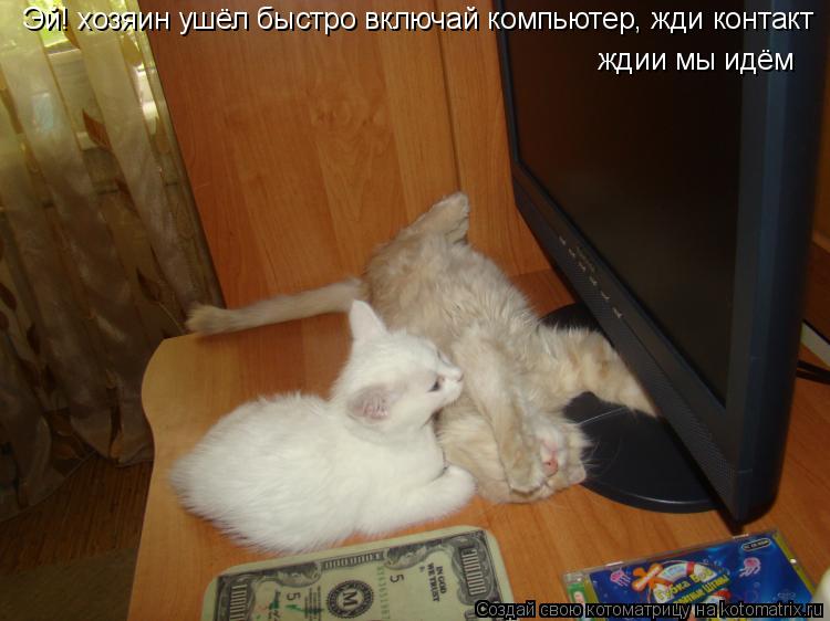 Эй! хозяин ушёл быстро включай компьютер, жди контакт ждии мы идём... Котоматрица: Эй! хозяин ушёл быстро включай компьютер, жди контакт ждии мы идём