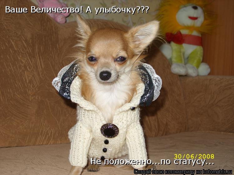 Ваше Величество! А улыбочку??? Не положенно...по статусу...... Котоматрица: Ваше Величество! А улыбочку??? Не положенно...по статусу...