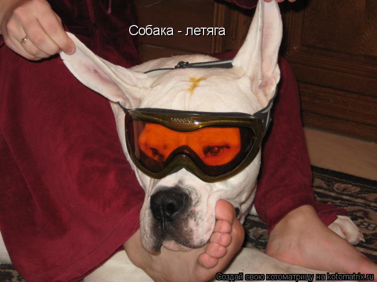 Собака - летяга... Котоматрица: Собака - летяга