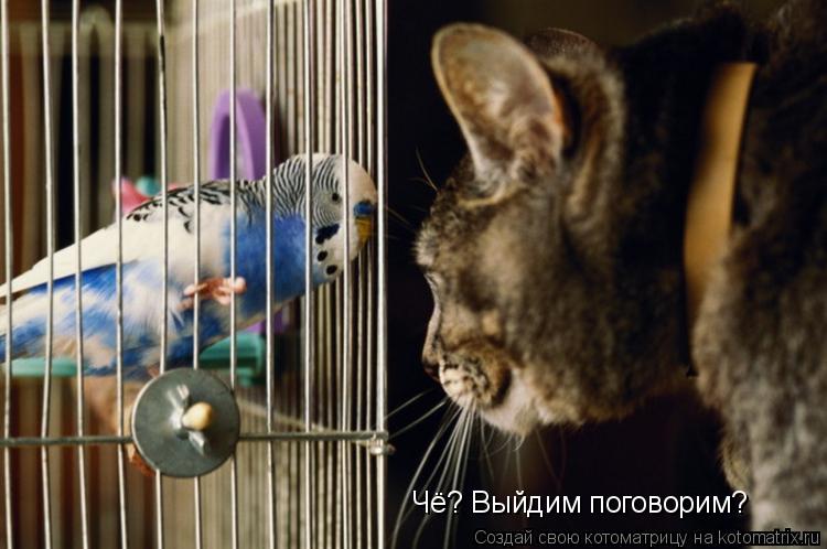 Чё? Выйдим поговорим?... Котоматрица: Чё? Выйдим поговорим?