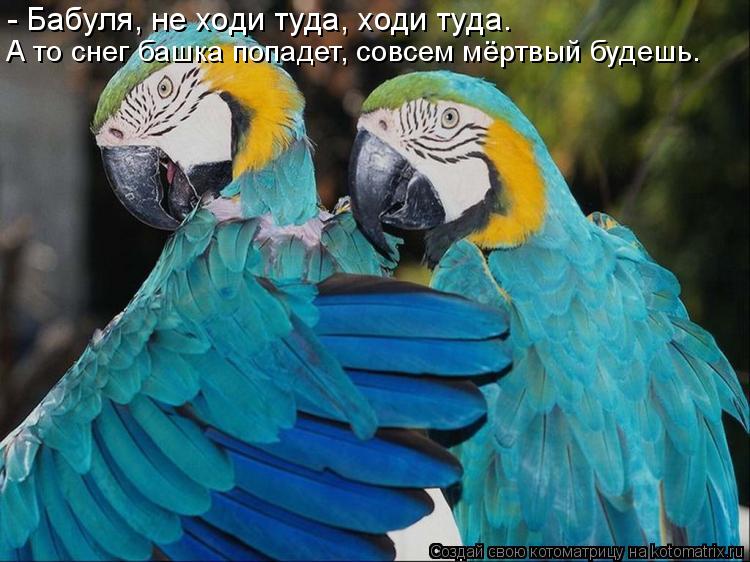 - Бабуля, не ходи туда, ходи туда. А то снег башка попадет, совсем мёртвый будешь.... Котоматрица: - Бабуля, не ходи туда, ходи туда. А то снег башка попадет, совсем мёртвый будешь.