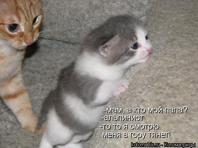 -мам, а кто мой папа? -альпинист -то то я смотрю меня в гору тянет !... Котоматрица: -мам, а кто мой папа? -альпинист -то то я смотрю меня в гору тянет !