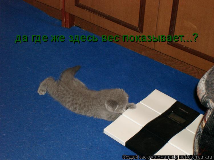 да где же здесь вес показывает...?... Котоматрица: да где же здесь вес показывает...?