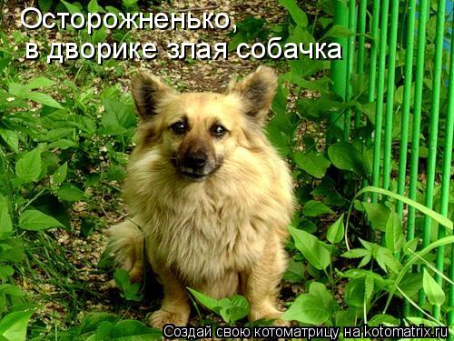 Осторожненько, в дворике злая собачка... Котоматрица: Осторожненько, в дворике злая собачка