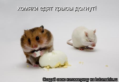 хомяки едят крысы дохнут!... Котоматрица: хомяки едят крысы дохнут!