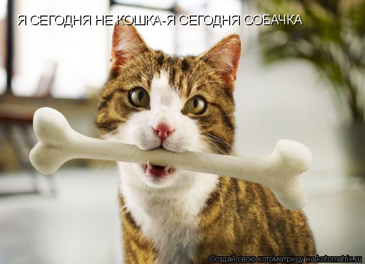 Я СЕГОДНЯ НЕ КОШКА-Я СЕГОДНЯ СОБАЧКА... Котоматрица: Я СЕГОДНЯ НЕ КОШКА-Я СЕГОДНЯ СОБАЧКА