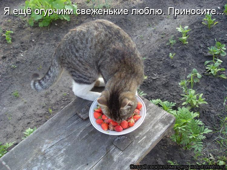 Я ещё огурчики свеженькие люблю. Приносите...... Котоматрица: Я ещё огурчики свеженькие люблю. Приносите...