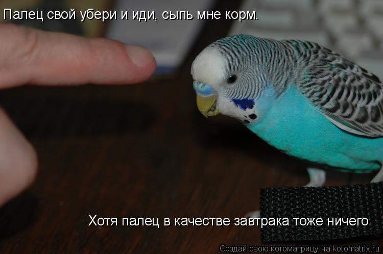 Палец свой убери и иди, сыпь мне корм, а то без пальца останешься Палец свой убери и иди, сыпь мне ко... Котоматрица: Палец свой убери и иди, сыпь мне корм, а то без пальца останешься Палец свой убери и иди, сыпь мне корм. Хотя палец в качестве завтрака тоже ни