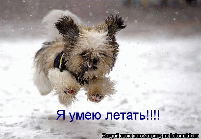 Я умею летать!!!!... Котоматрица: Я умею летать!!!!