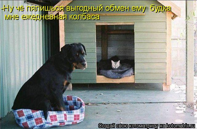 -Ну чё пялишься выгодный обмен ему будка мне ежедневная колбаса... Котоматрица: -Ну чё пялишься выгодный обмен ему будка мне ежедневная колбаса