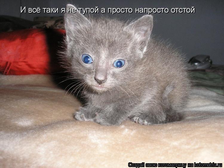 И всё таки я не тупой а просто напросто отстой... Котоматрица: И всё таки я не тупой а просто напросто отстой