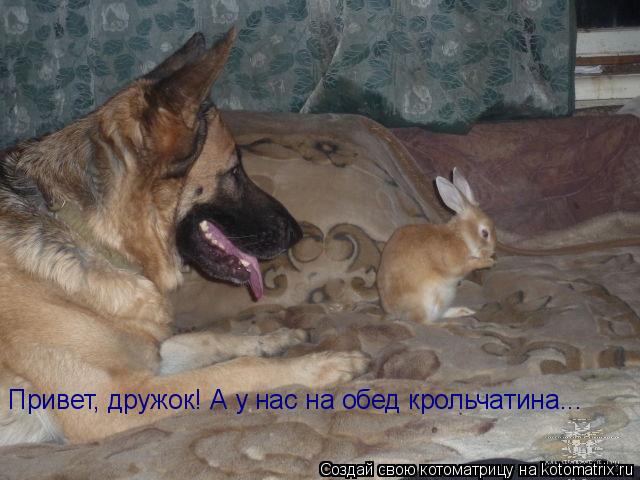 Привет, дружок! А у нас на обед крольчатина...... Котоматрица: Привет, дружок! А у нас на обед крольчатина...
