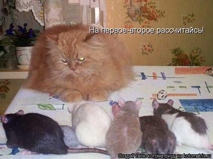 На первое-второе рассчитайсь!... Котоматрица: На первое-второе рассчитайсь!