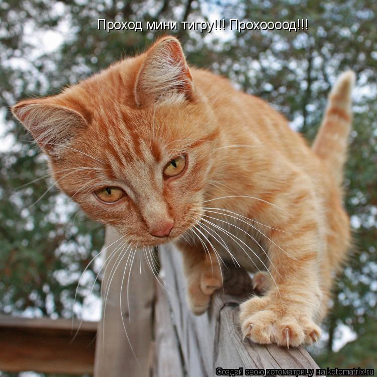 Проход мини тигру!!! Прохоооод!!!... Котоматрица: Проход мини тигру!!! Прохоооод!!!