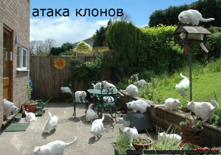 Котоматрица: атака клонов
