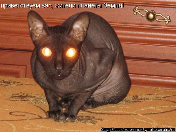 приветствуем вас, жители планеты Земля!... Котоматрица: приветствуем вас, жители планеты Земля!