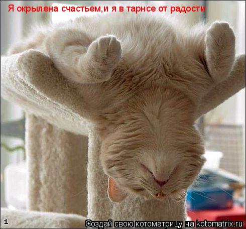 Я окрылена счастьем,и я в тарнсе от радости... Котоматрица: Я окрылена счастьем,и я в тарнсе от радости