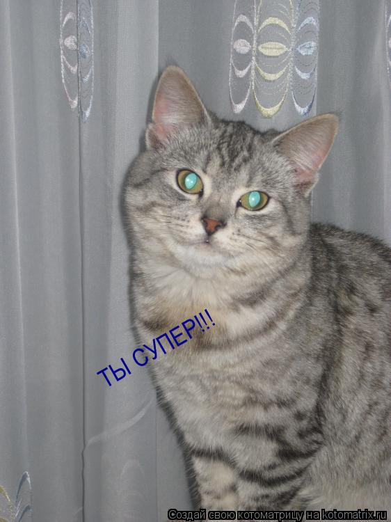 ТЫ СУПЕР!!!... Котоматрица: ТЫ СУПЕР!!!