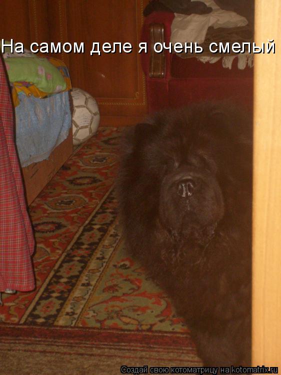 На самом деле я очень смелый... Котоматрица: На самом деле я очень смелый