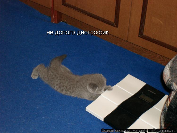 не дополз дистрофик... Котоматрица: не дополз дистрофик