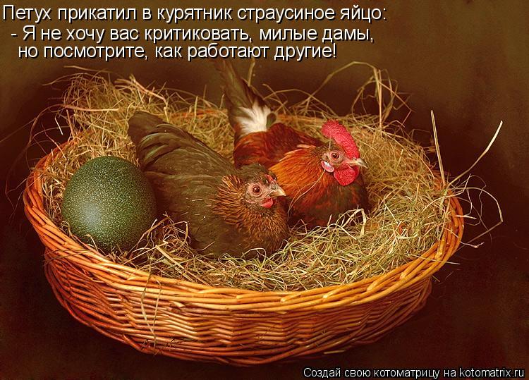 Петух прикатил в курятник страусиное яйцо: - Я не хочу вас критиковать, милые дамы, но посмотрите, ... Котоматрица: Петух прикатил в курятник страусиное яйцо: - Я не хочу вас критиковать, милые дамы, но посмотрите, как работают другие!