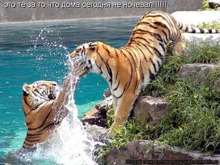 это те за то,что дома сегодня не ночевал!!!!!!... Котоматрица: это те за то,что дома сегодня не ночевал!!!!!!