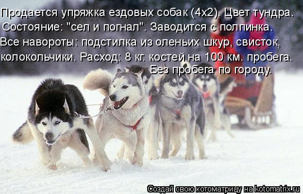 Котоматрица: Продается упряжка ездовых собак (4x2). Цвет тундра. Все навороты: подстилка из оленьих шкур, свисток, колокольчики. Расход: 8 кг. костей на 100 км.
