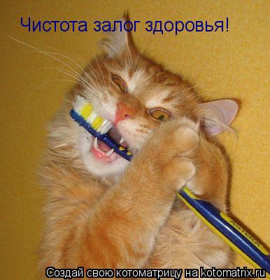 Чистота залог здоровья!... Котоматрица: Чистота залог здоровья!