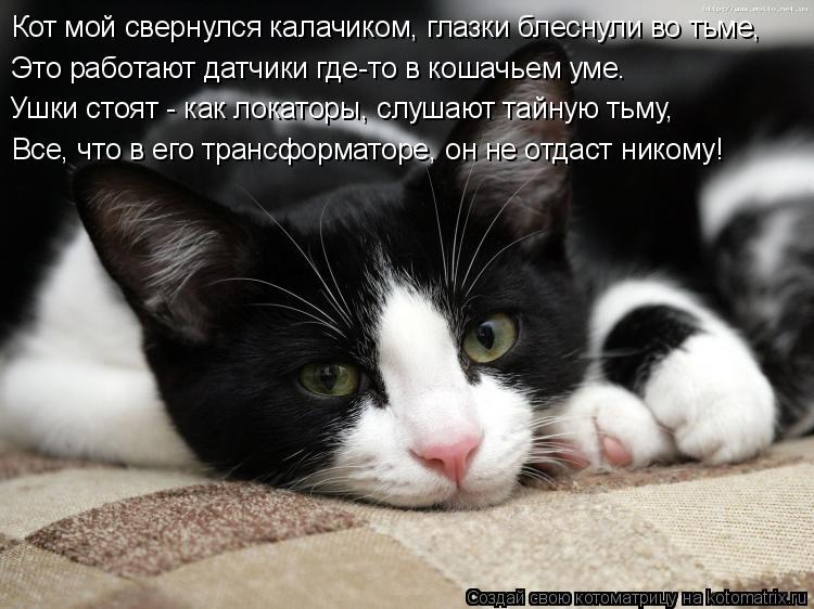 Кот мой свернулся калачиком, глазки блеснули во тьме, Это работают датчики где-то в кошачьем уме. Ушк... Котоматрица: Кот мой свернулся калачиком, глазки блеснули во тьме, Это работают датчики где-то в кошачьем уме. Ушки стоят - как локаторы, слушают тайную т