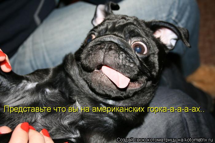 Представьте что вы на американских горка-а-а-а-ах..... Котоматрица: Представьте что вы на американских горка-а-а-а-ах..