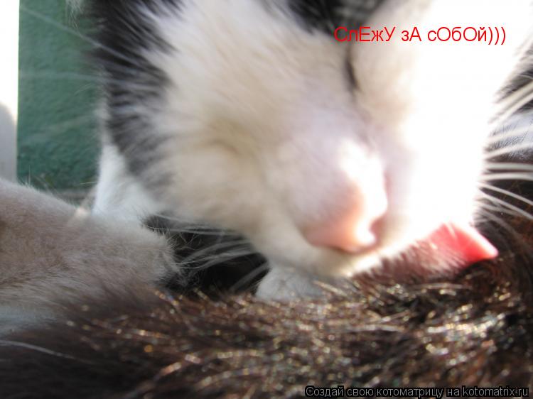 СлЕжУ зА сОбОй)))... Котоматрица: СлЕжУ зА сОбОй)))