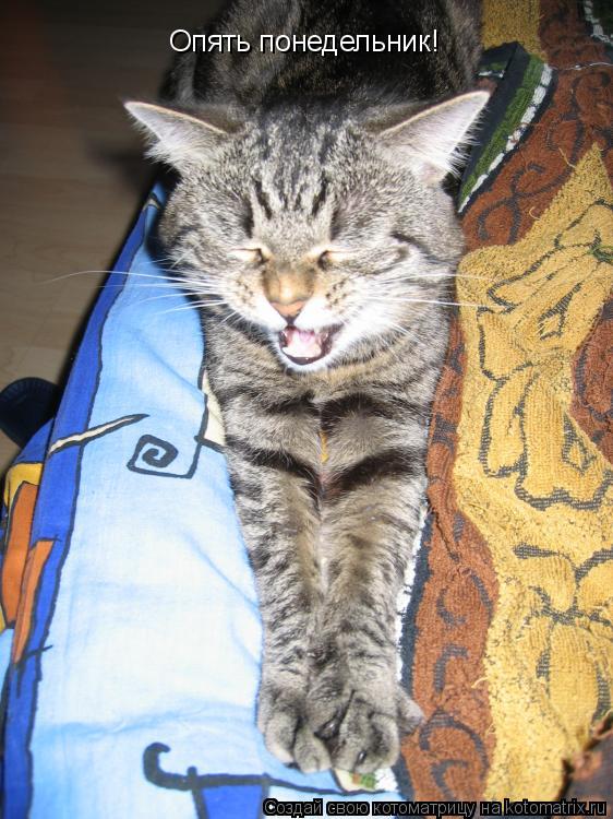 Опять понедельник!... Котоматрица: Опять понедельник!