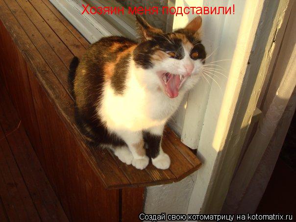 Котоматрица: Хозяин меня подставили!