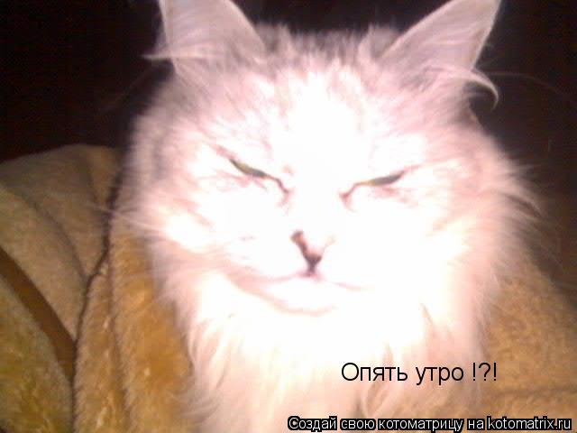 Опять утро !?!... Котоматрица: Опять утро !?!