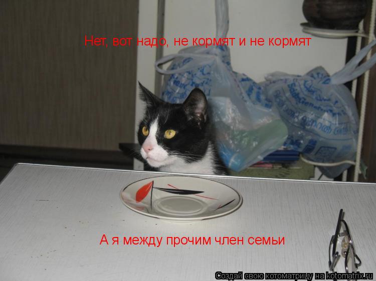Нет, вот надо, не кормят и не кормят А я между прочим член семьи... Котоматрица: Нет, вот надо, не кормят и не кормят А я между прочим член семьи